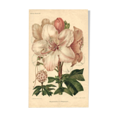 Gravure Botanique de 1896 par AL Clement, pina • Rhododendron X Halopeanum. • Lithographie ancienne