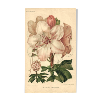 Gravure Botanique de 1896 par AL Clement, pina • Rhododendron X Halopeanum. • Lithographie ancienne