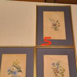 English botanical illustrations