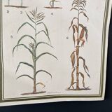 Botanical poster 1970's
