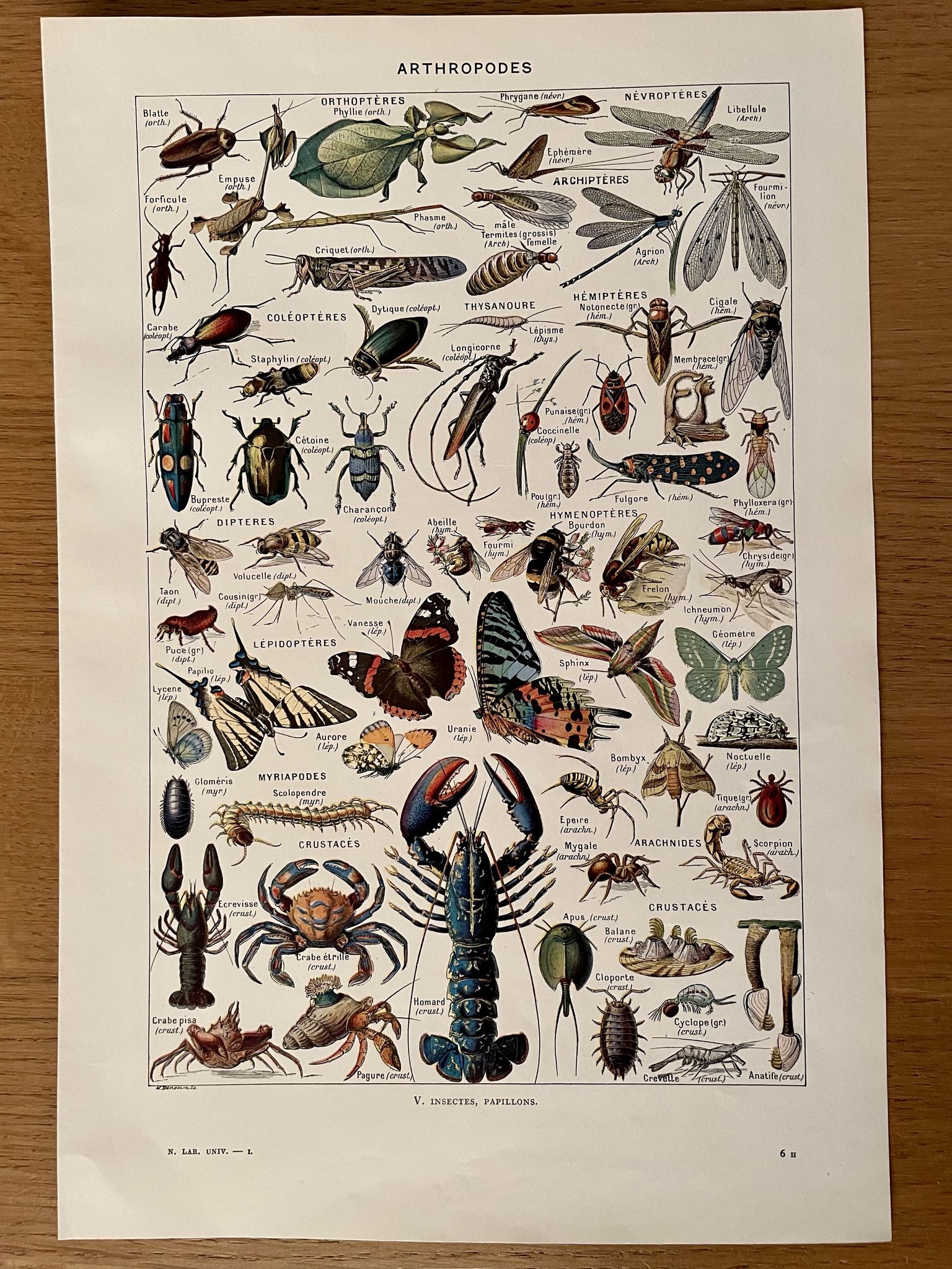 Lithographie sur les insectes, crustacés et arthropodes - 1920