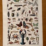 Lithograph on insects, crustaceans and arthropods - 1920