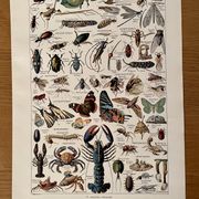 Lithographie sur les insectes, crustacés et arthropodes - 1920