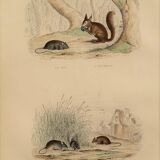 Original zoological plate "Rat - Squirrel - Field mouse - Mouse" Buffon 1840