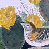 Planche oiseaux de J.J. Audubon - Bruant vespéral - 1978 Illustration zoologique et ornithologique