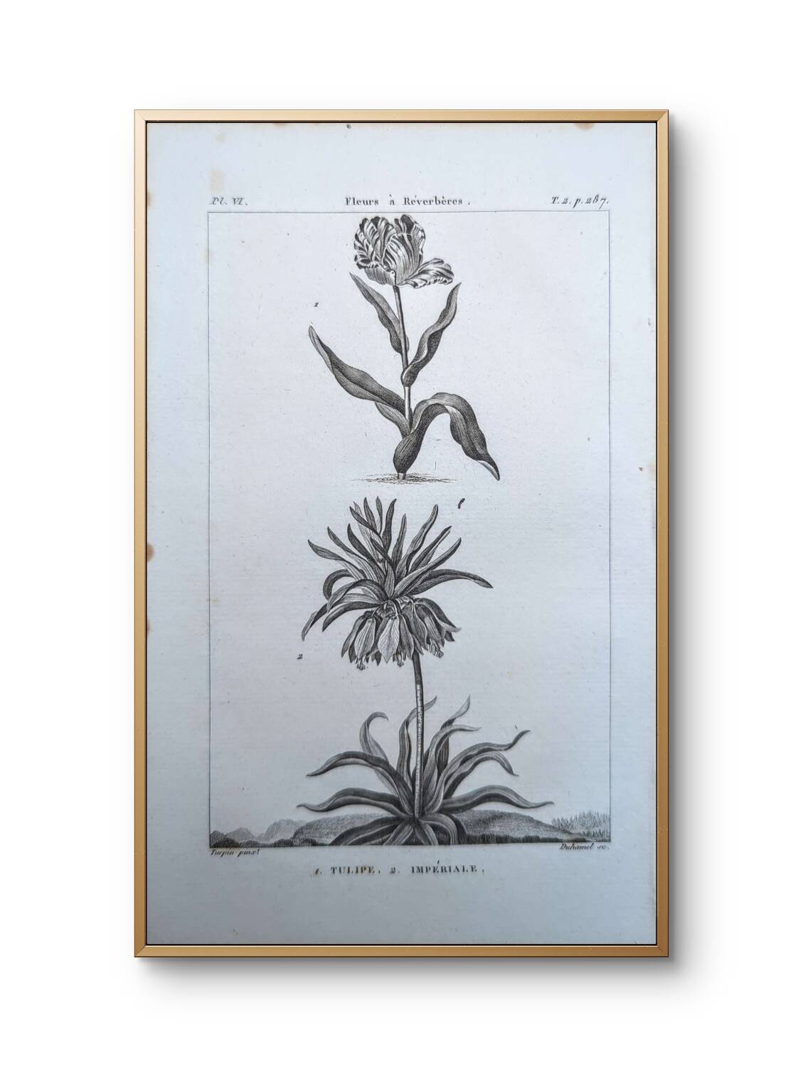 Imprimée en 1818, Tulipe et Impériale. Botanique vintage.