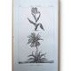 Imprimée en 1818, Tulipe et Impériale. Botanique vintage.