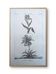 Printed in 1818, Tulip and Imperial. Vintage botany.