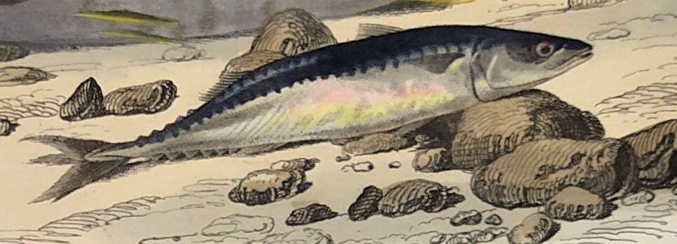 Original zoological plate of 1839 "tuna & mackerel"