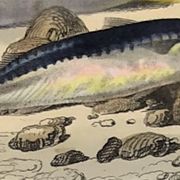 Original zoological plate of 1839 "tuna & mackerel"