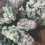 Painting "Lilacs in a vase"