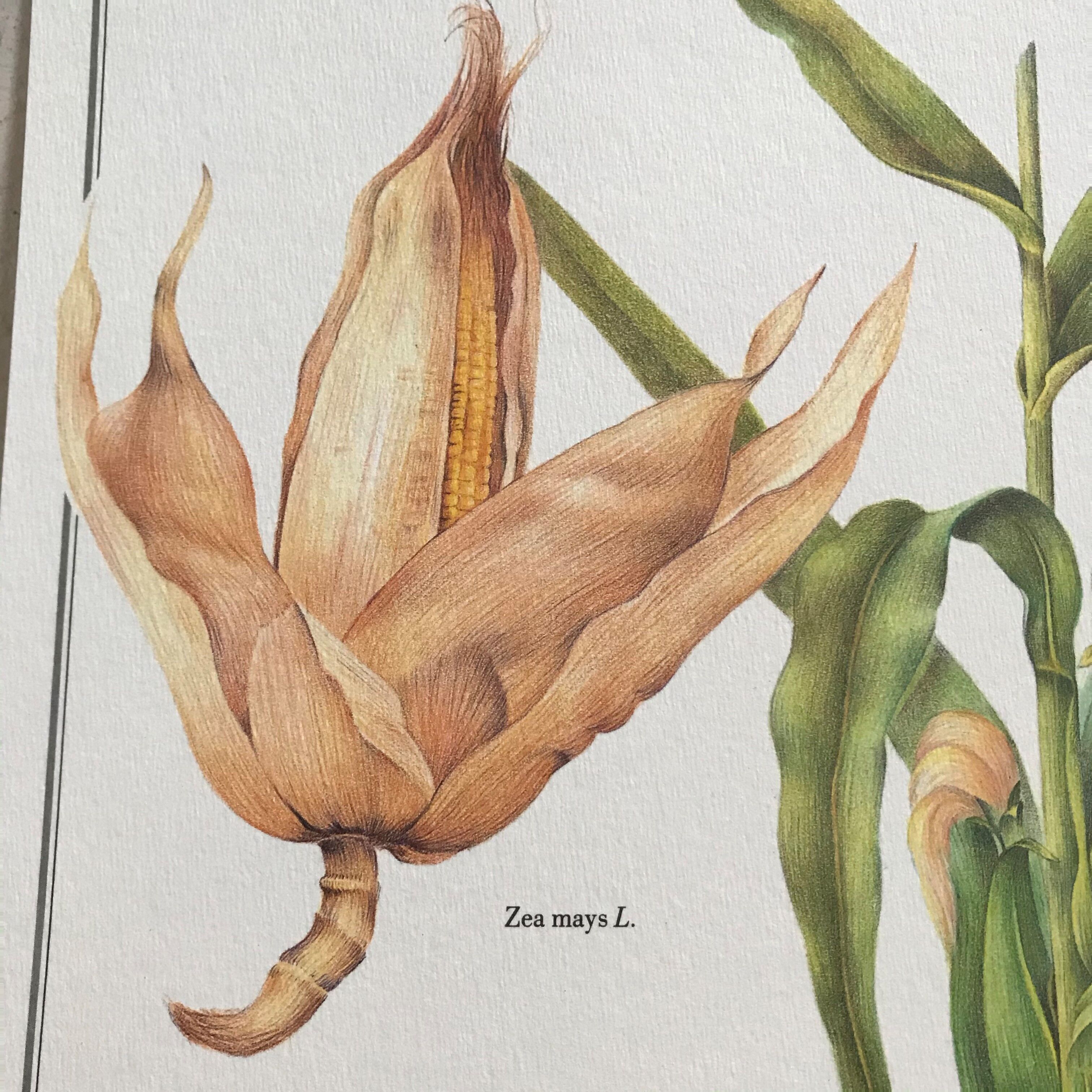 Botanical illustration corn
