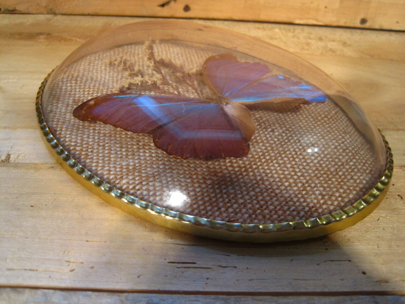 Curved oval frame with blue butterfly