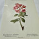Botanical engraving 1800 France ancient naturalist work double-sided