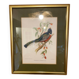 Bird frame 🐦