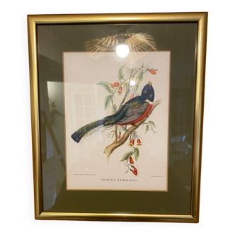 Bird frame 🐦