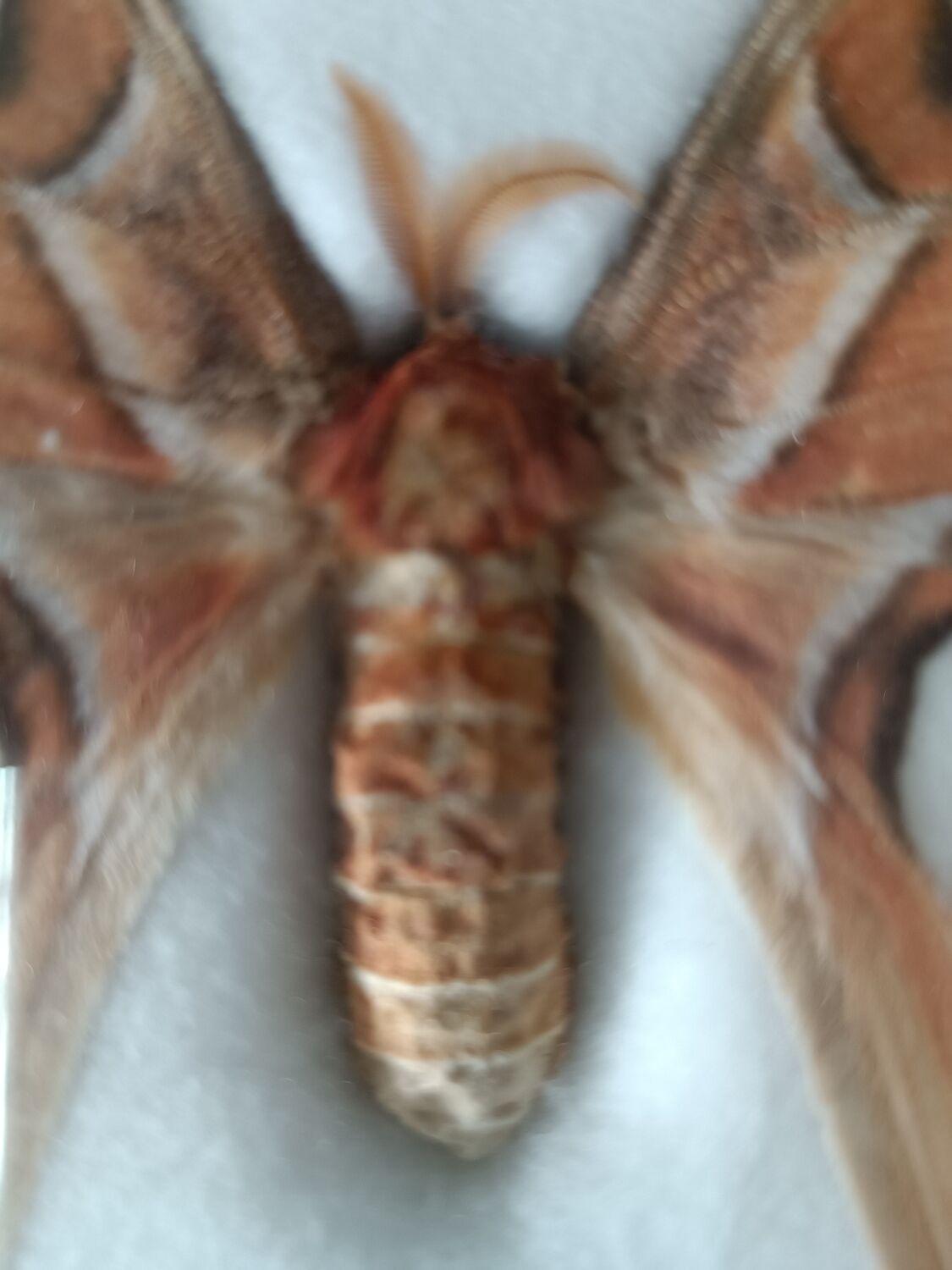 Attacus atlas