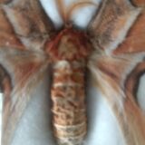 Attacus atlas