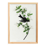 Poster about the Green Flycatcher, based on an old engraving from 1827.