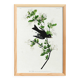 Poster about the Green Flycatcher, based on an old engraving from 1827.