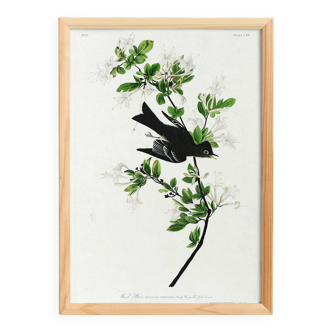 Poster about the Green Flycatcher, based on an old engraving from 1827.