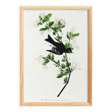 Poster about the Green Flycatcher, based on an old engraving from 1827.