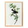 Poster about the Green Flycatcher, based on an old engraving from 1827.