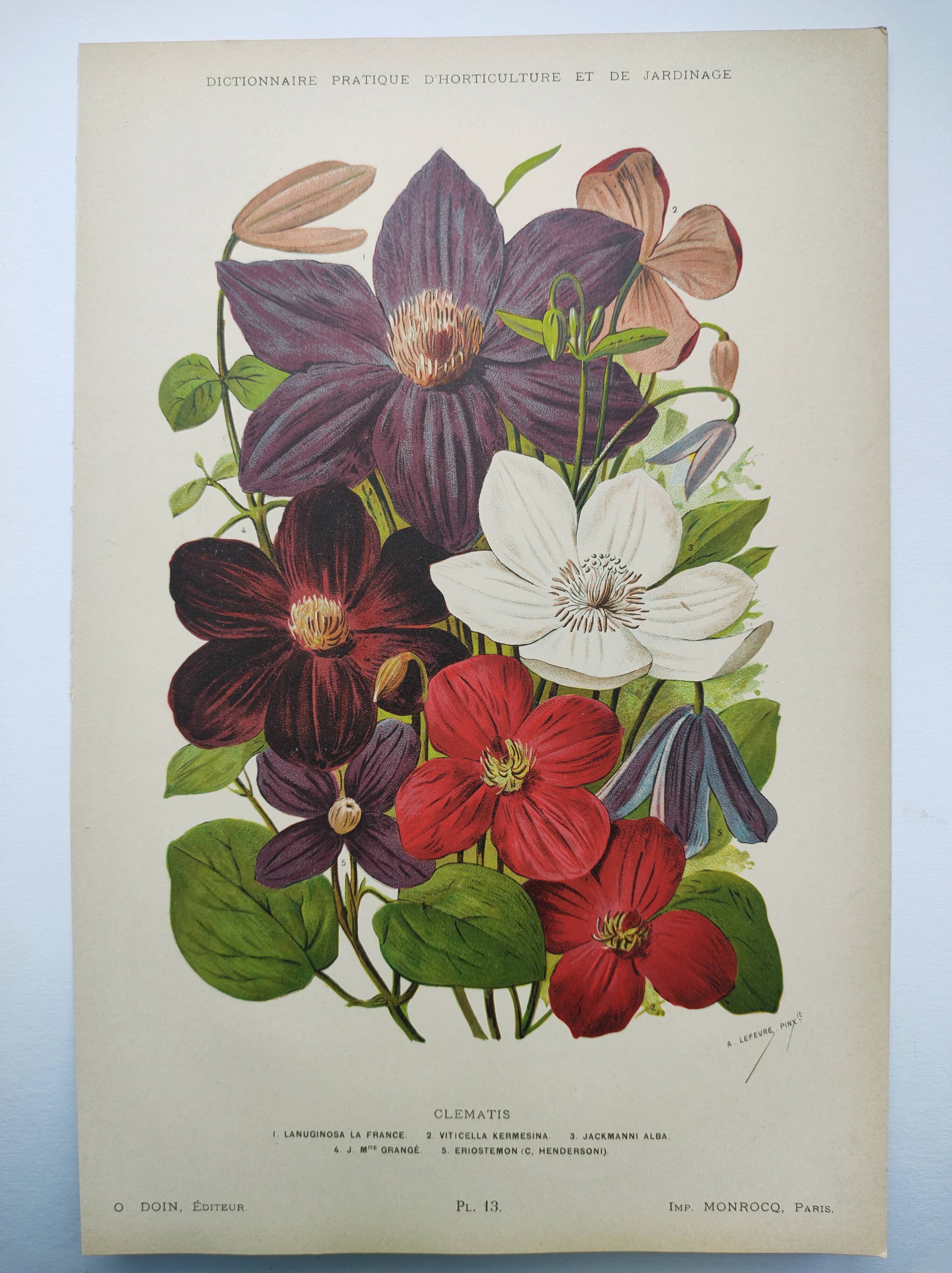 1897 Engraving - Clematis - Original Botanical Plate. Old Flower Lithograph by Lefevre