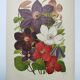 1897 Engraving - Clematis - Original Botanical Plate. Old Flower Lithograph by Lefevre