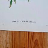 Bird lithograph "HAEMATOSPIZA SIPAHI" by J. Gould & H.C. Richter