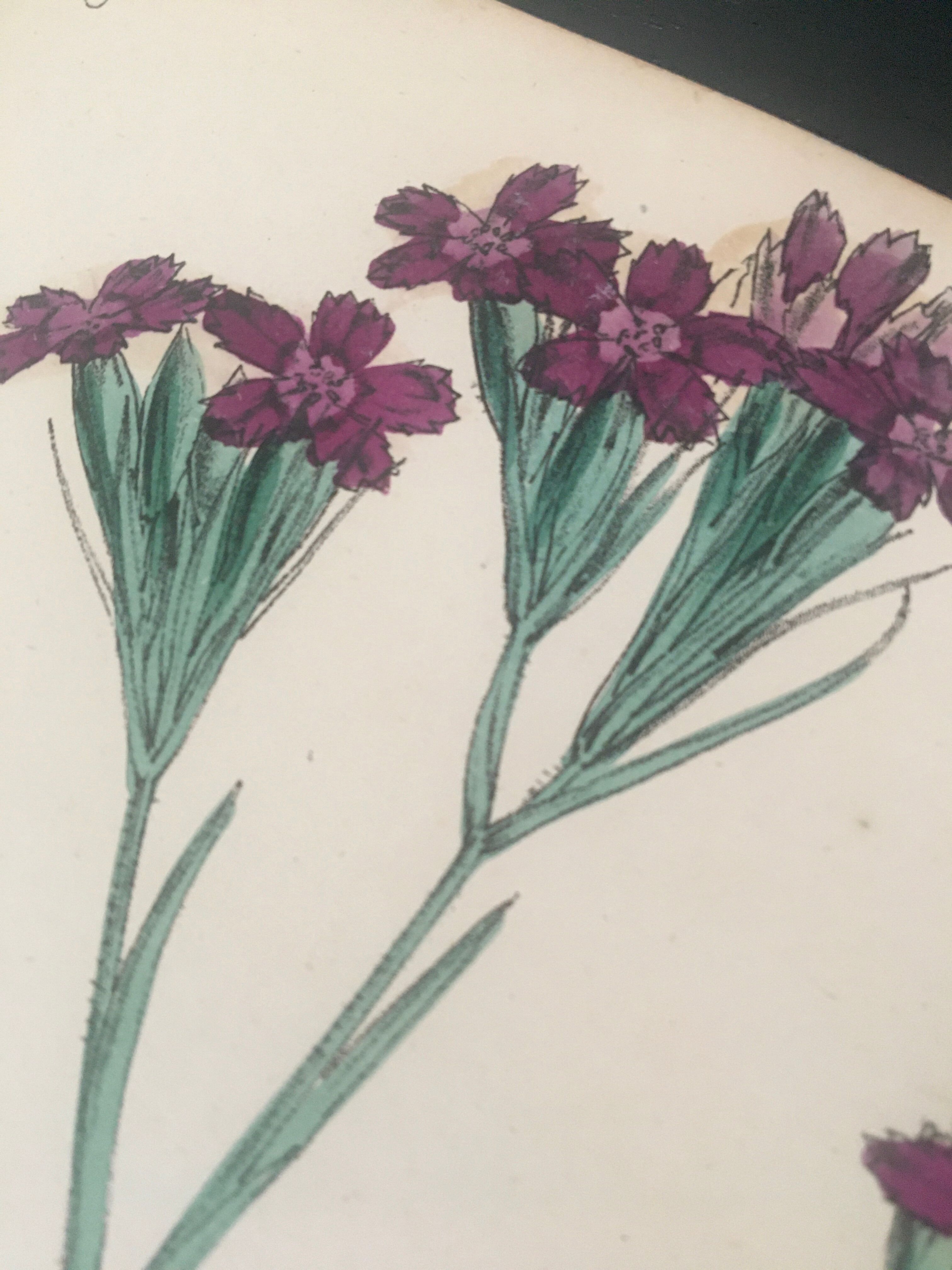 English botanical boards 1878 edition