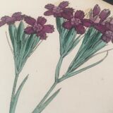 English botanical boards 1878 edition