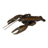 Bronze crayfish