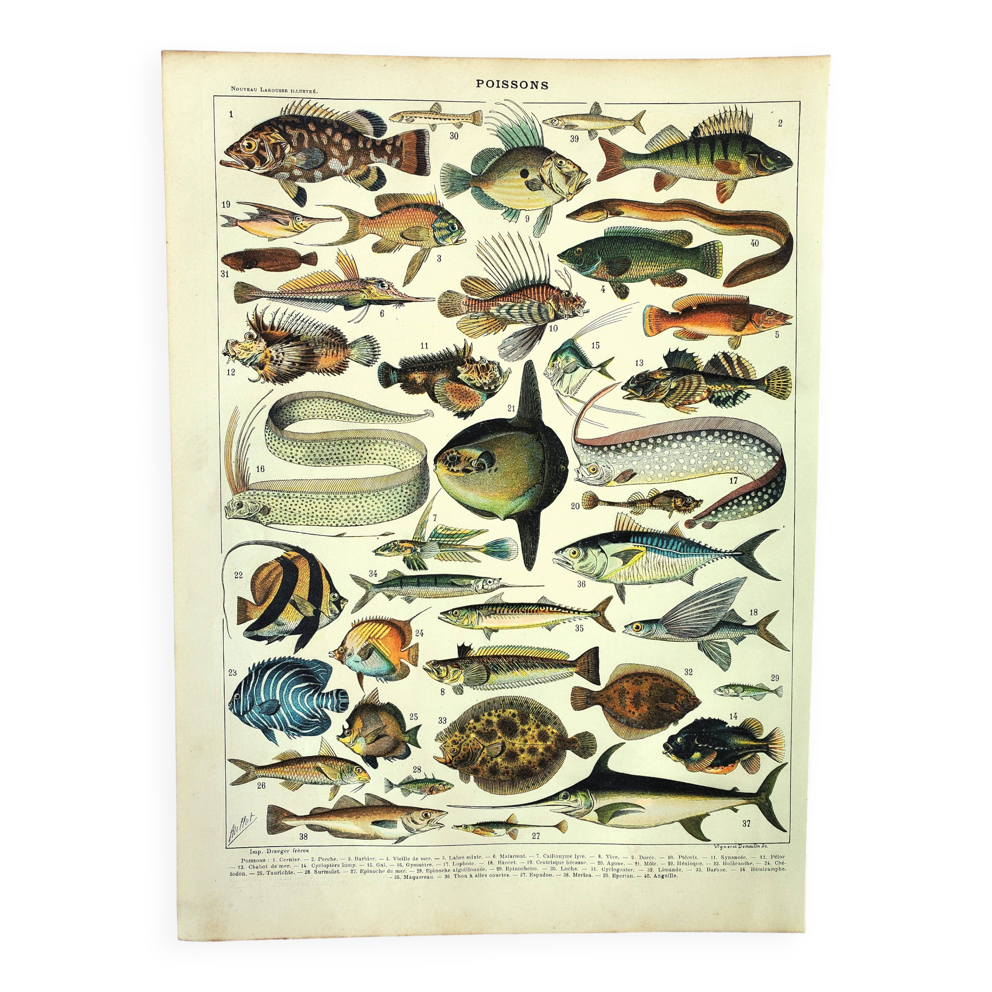 Old engraving from 1897 - Fish (1) by Millot - plate of seas and oceans