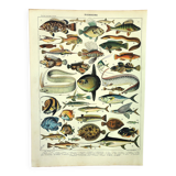 Old engraving from 1897 - Fish (1) by Millot - plate of seas and oceans