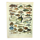 Old engraving from 1897 - Fish (1) by Millot - plate of seas and oceans