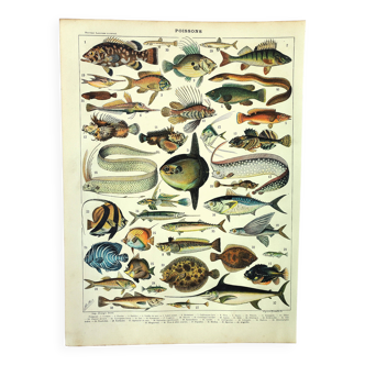 Old engraving from 1897 - Fish (1) by Millot - plate of seas and oceans