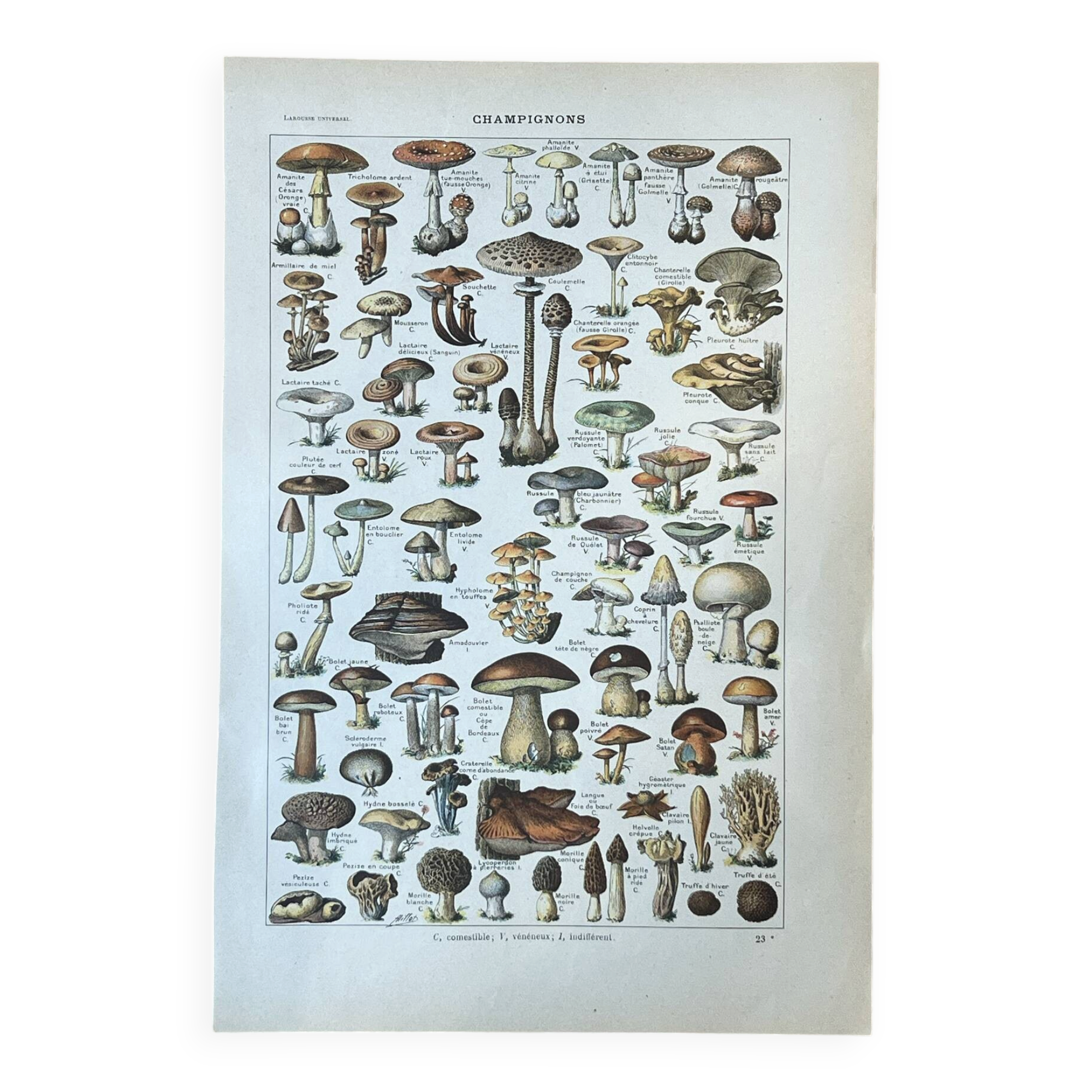 Botanical plate "Mushrooms" - 29x19.5cm