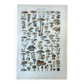 Planche botanique “Champignons” - 29x19,5cm