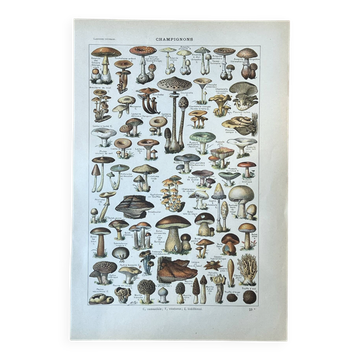 Planche botanique “Champignons” - 29x19,5cm