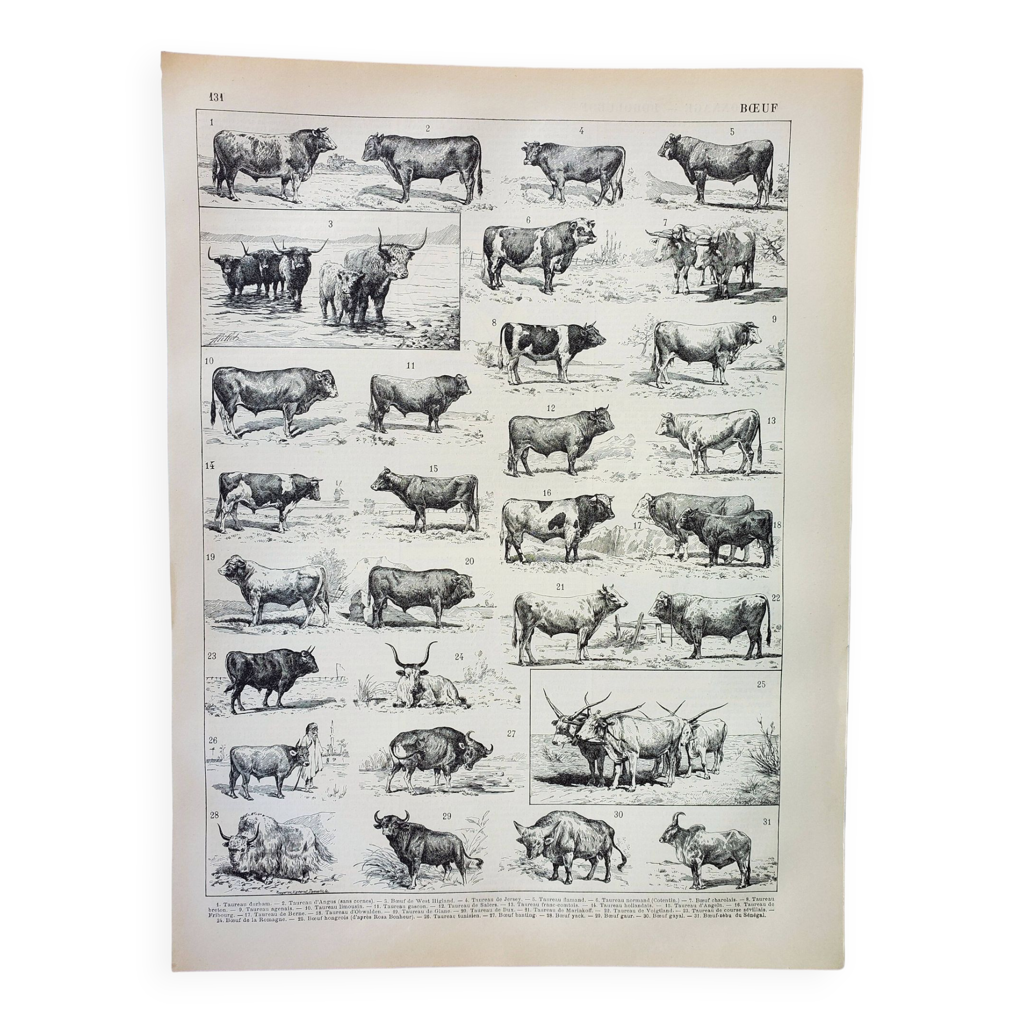 Old engraving 1898, Ox, cow, bull, calf • Lithograph, Original plate