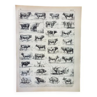 Gravure ancienne 1898, Bœuf, vache, taureau, veau • Lithographie, Planche originale