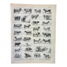 Gravure ancienne 1898, Bœuf, vache, taureau, veau • Lithographie, Planche originale