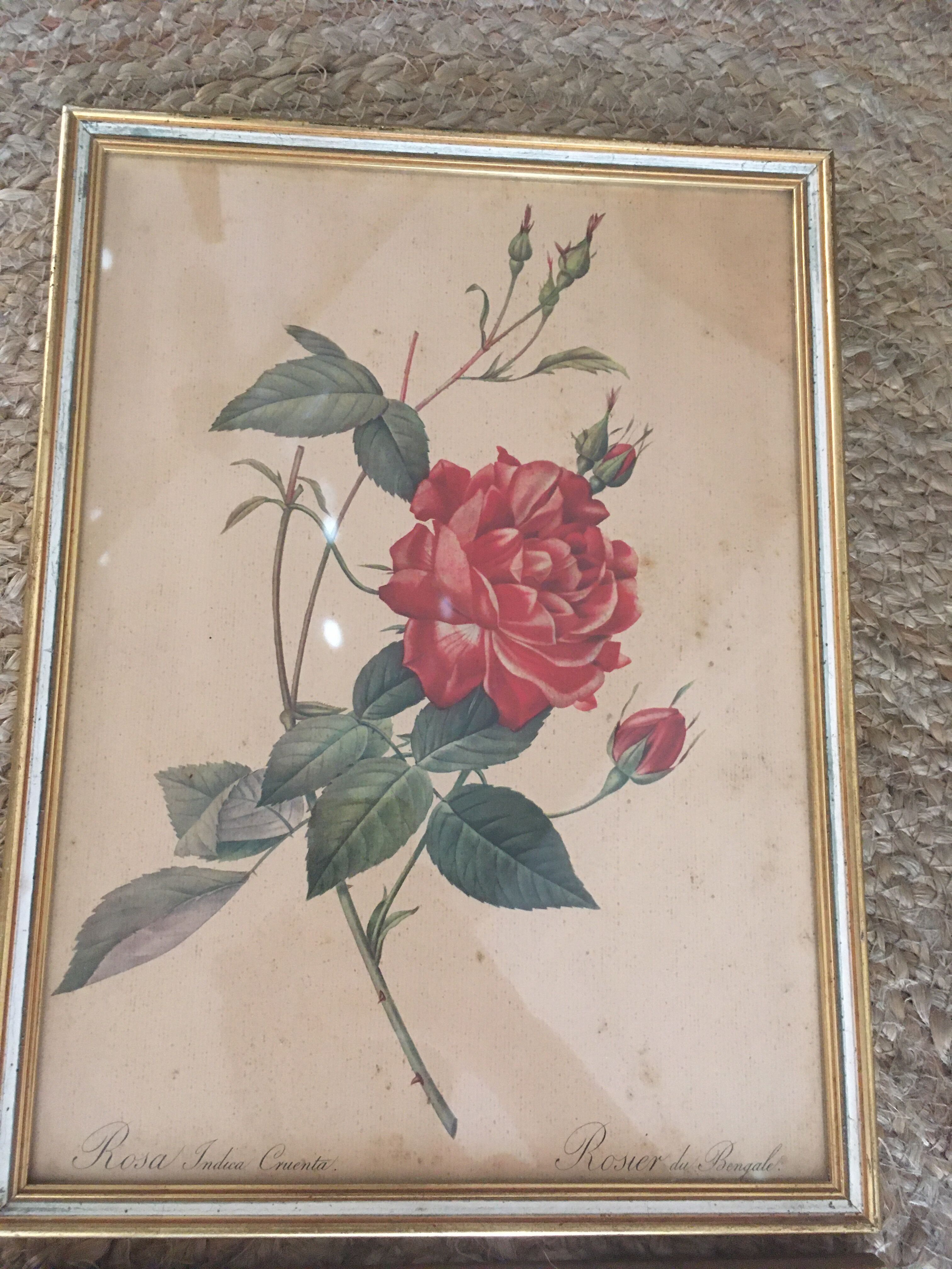 Two botanical plates.