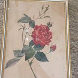 Two botanical plates.