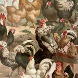 Lithograph engraving of hens and roosters – 1890