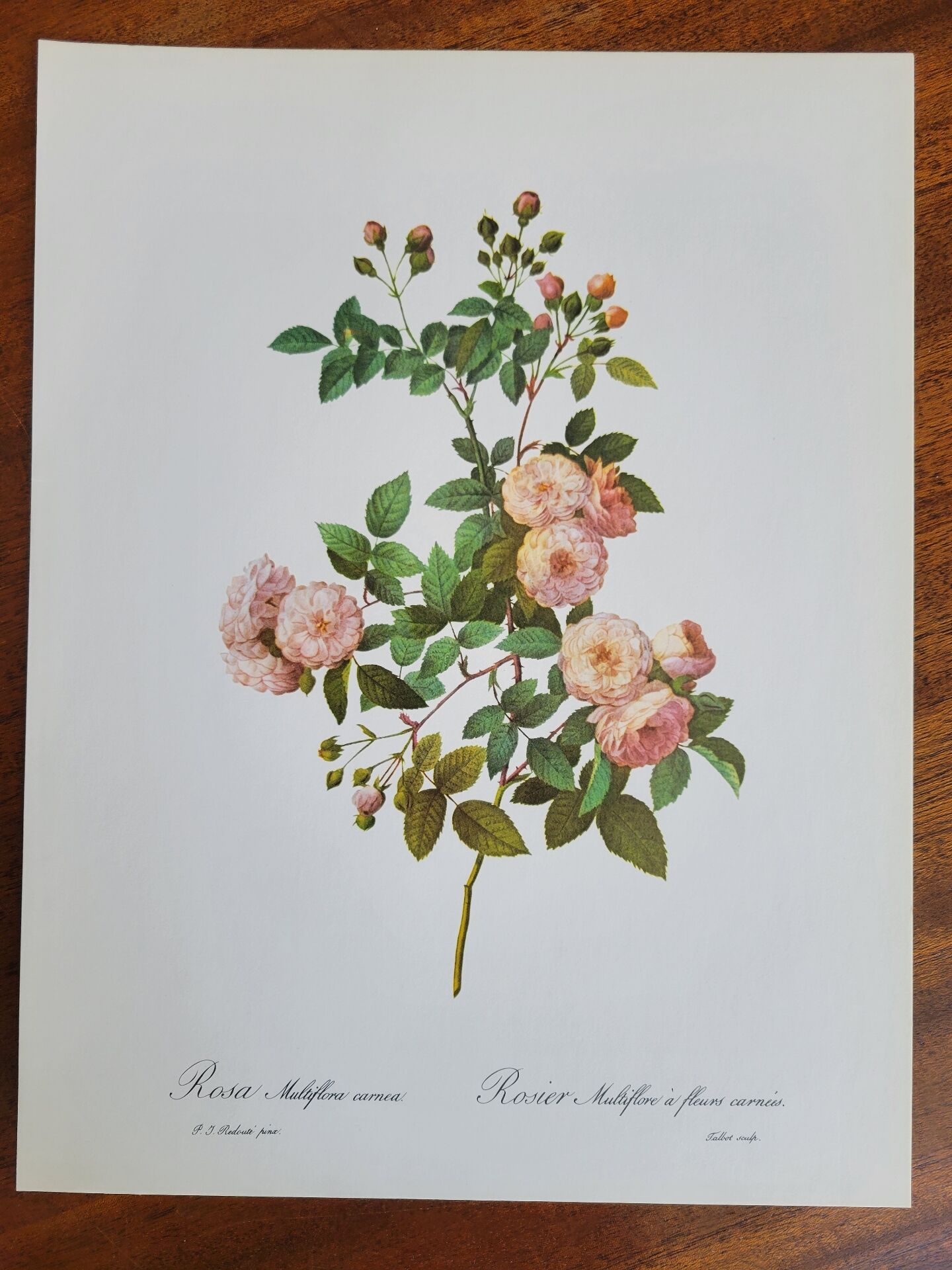 Botanical plate of Multiflora Rose, P. J. Redouté