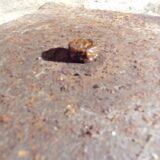 Table foot vintage Tulip