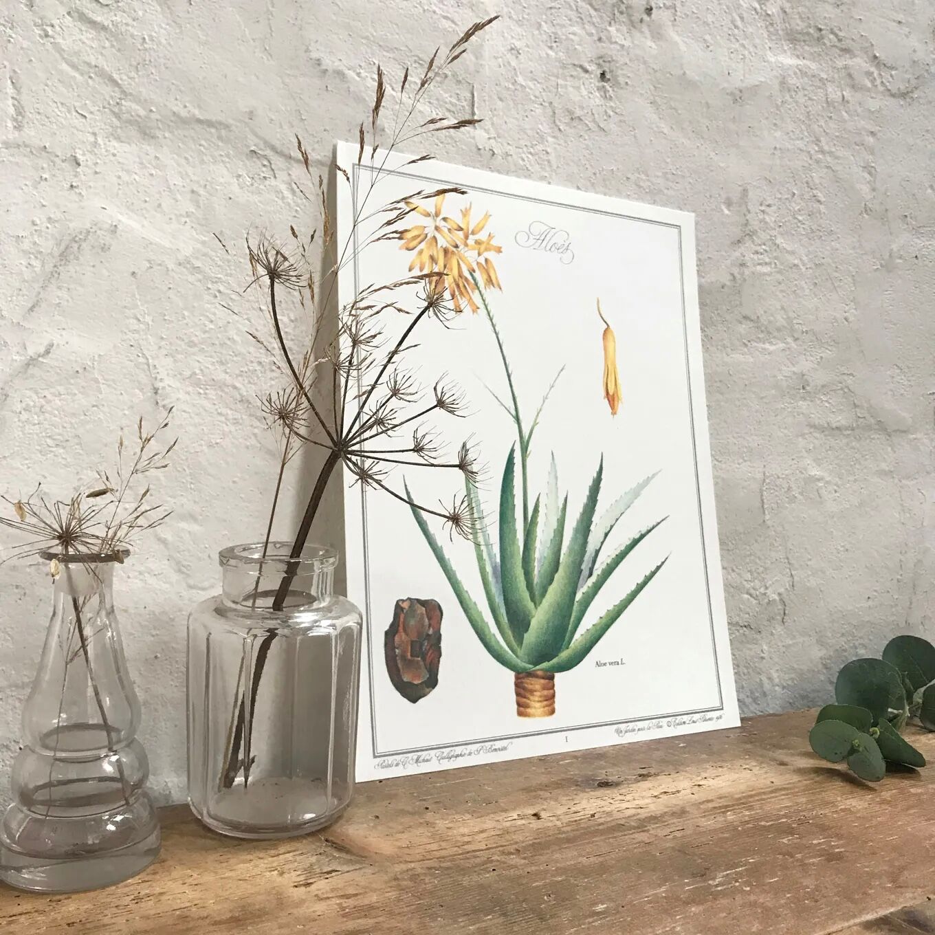 Botanical plate aloe