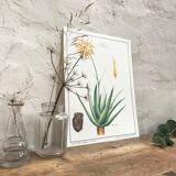 Botanical plate aloe